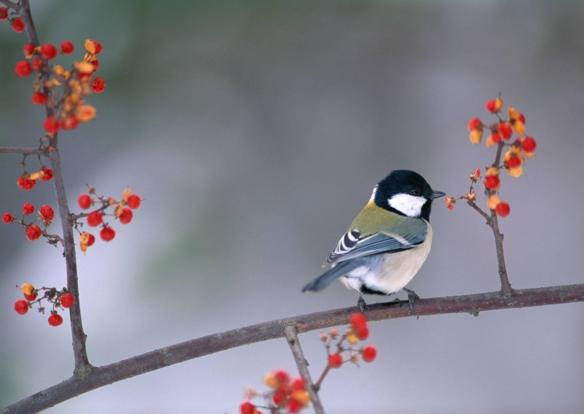 pájaro pájaro tit bayas rama