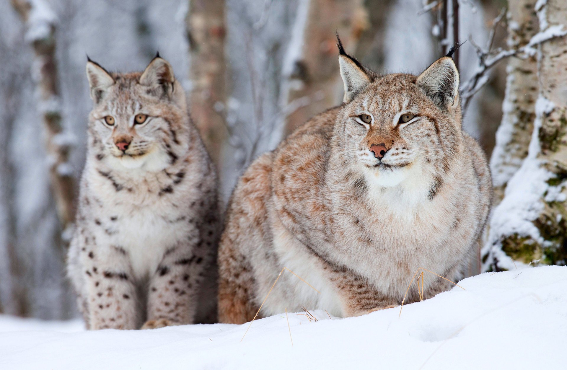 luchs klein alt zwei winter