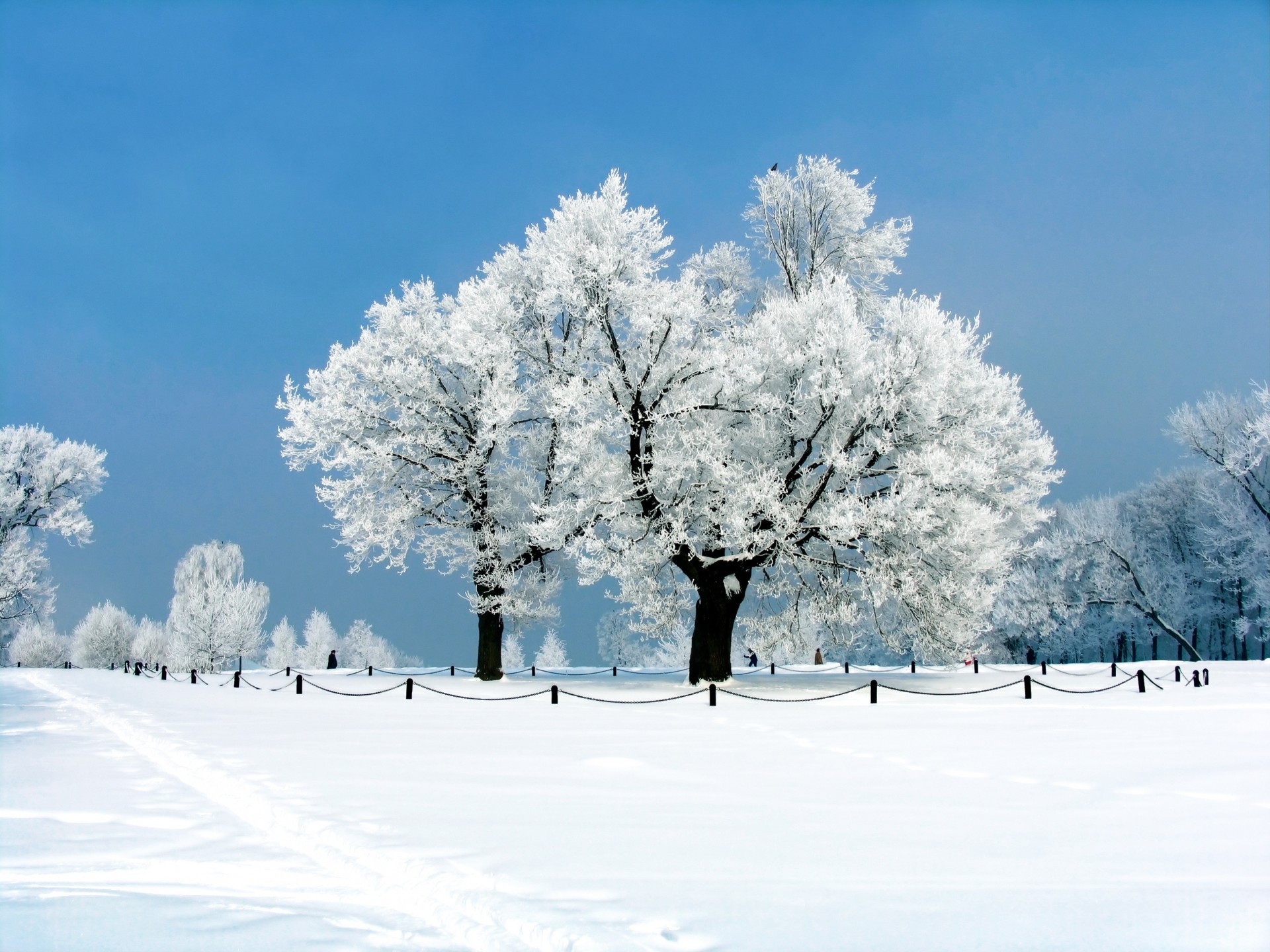 paisaje árboles nieve invierno parque