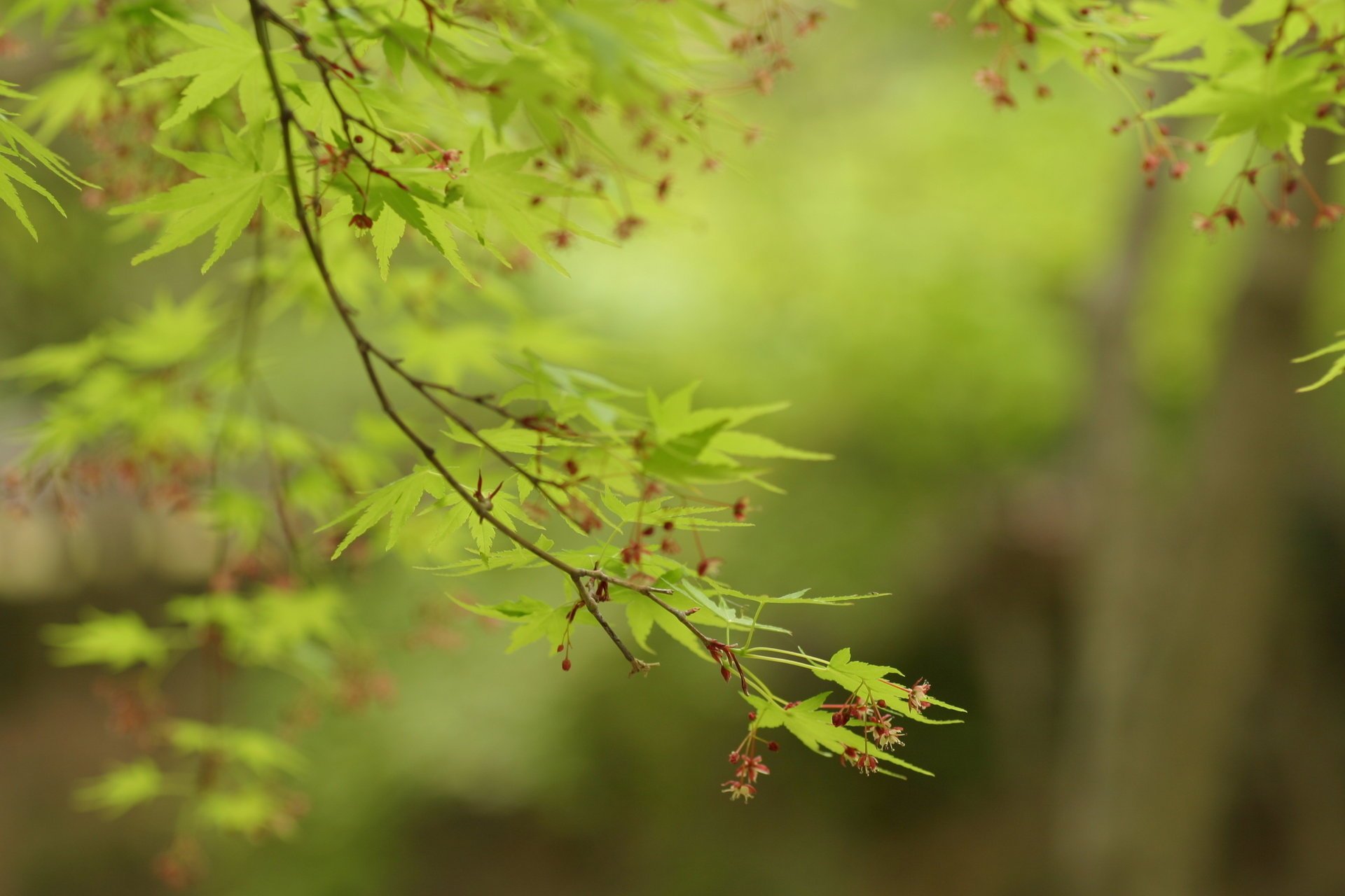 maple leaves leaves green trees greenery branche