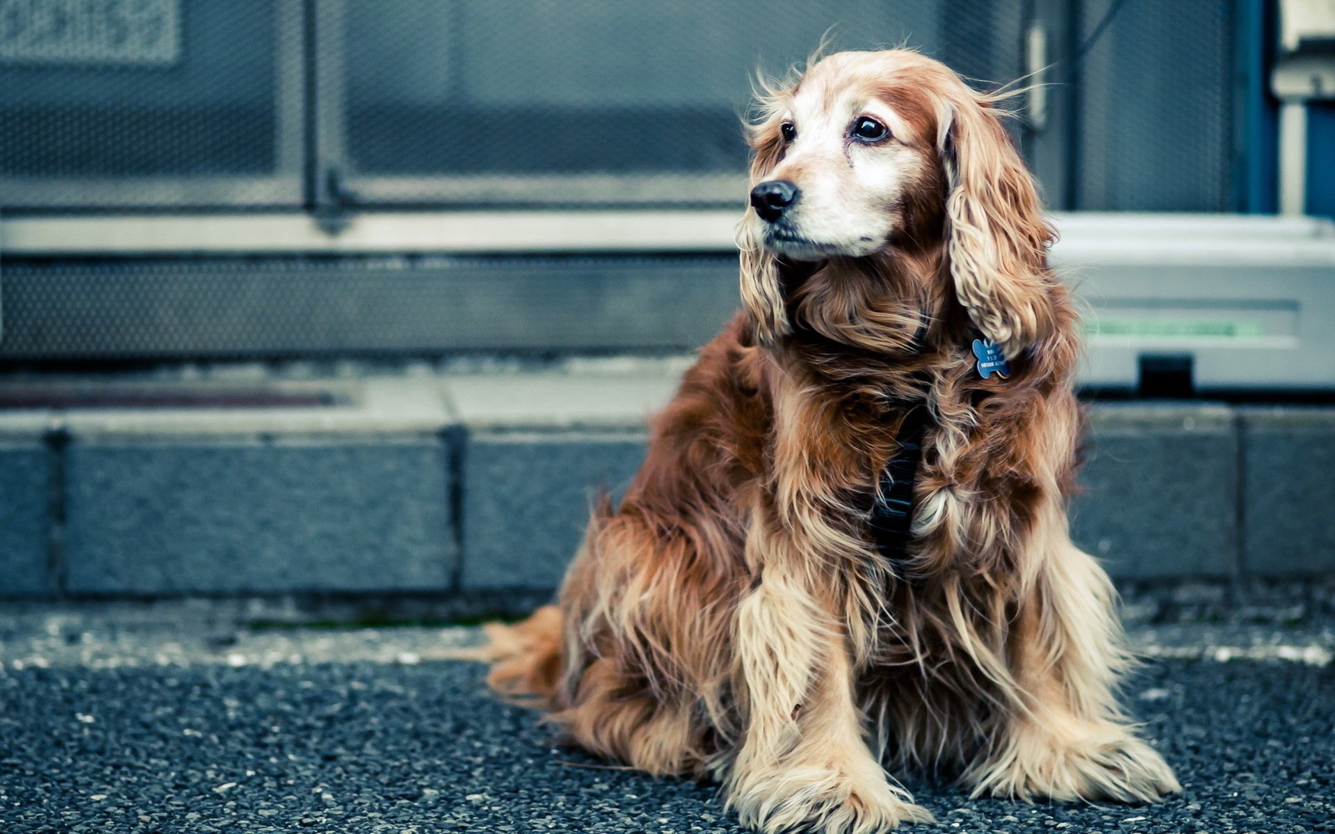 dog street look