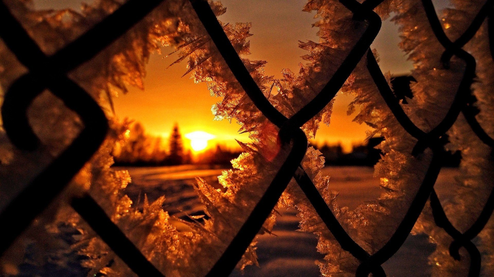 hiver coucher de soleil grille givre gros plan