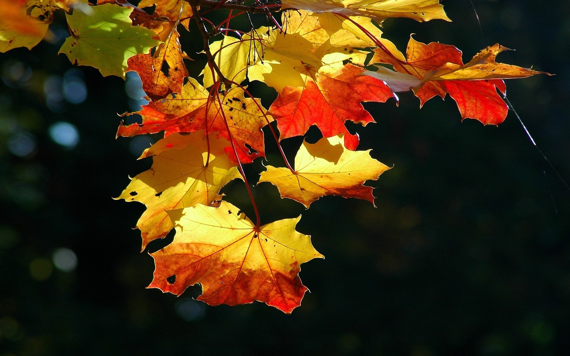 feuille automne arbres
