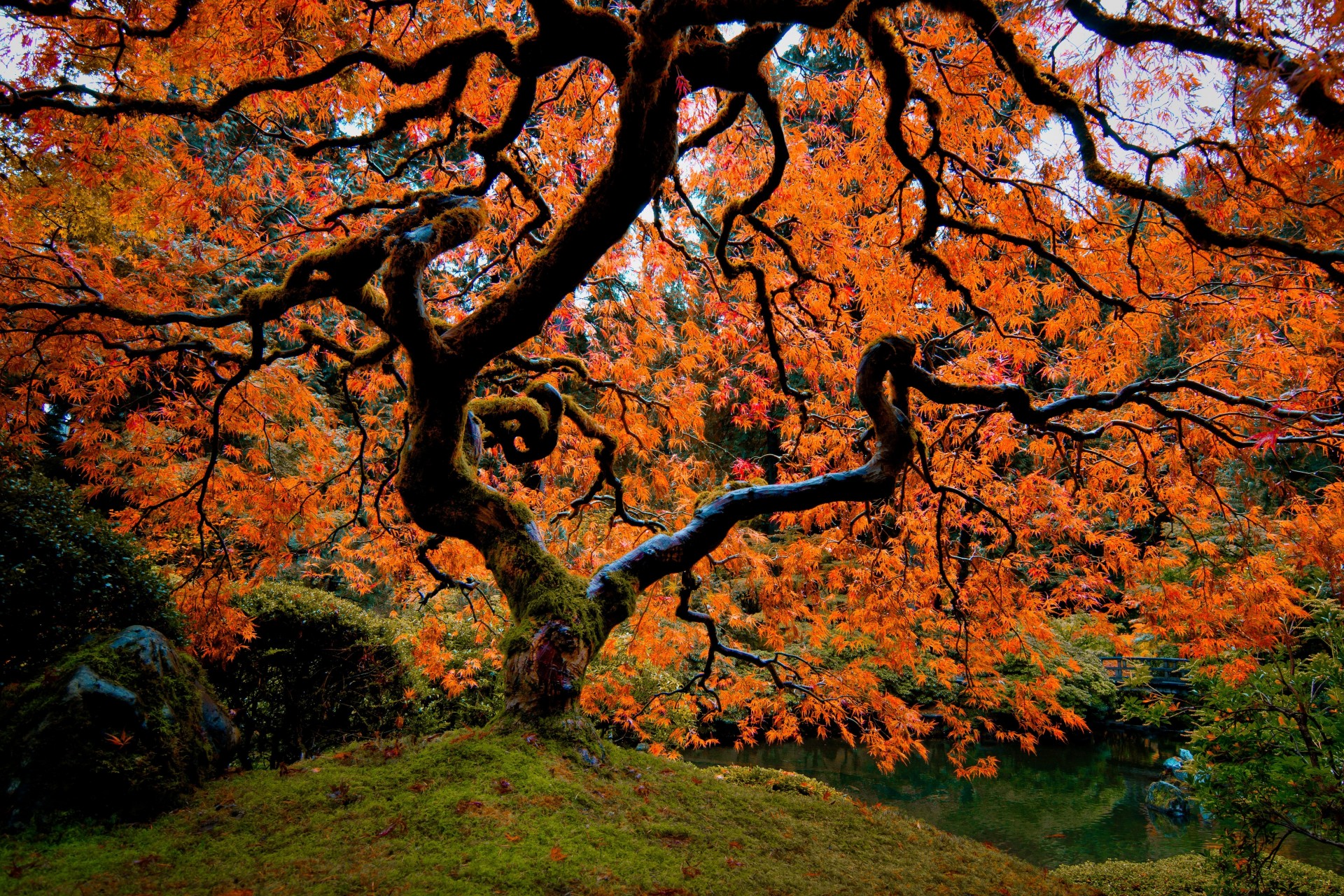 arbres paysage jardin japonais portland