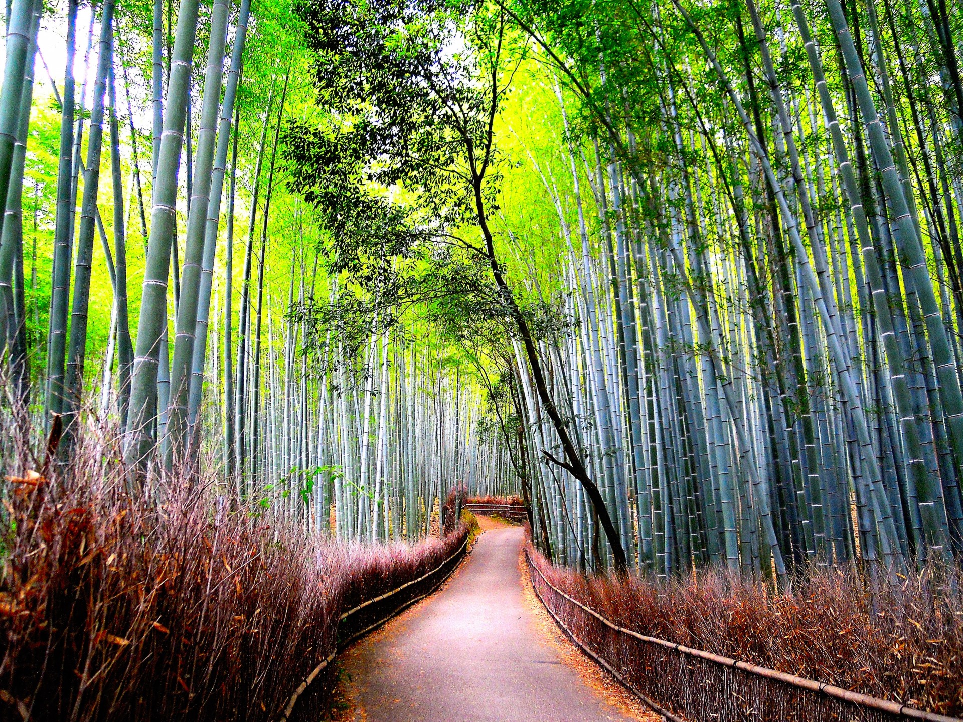 carretera naturaleza