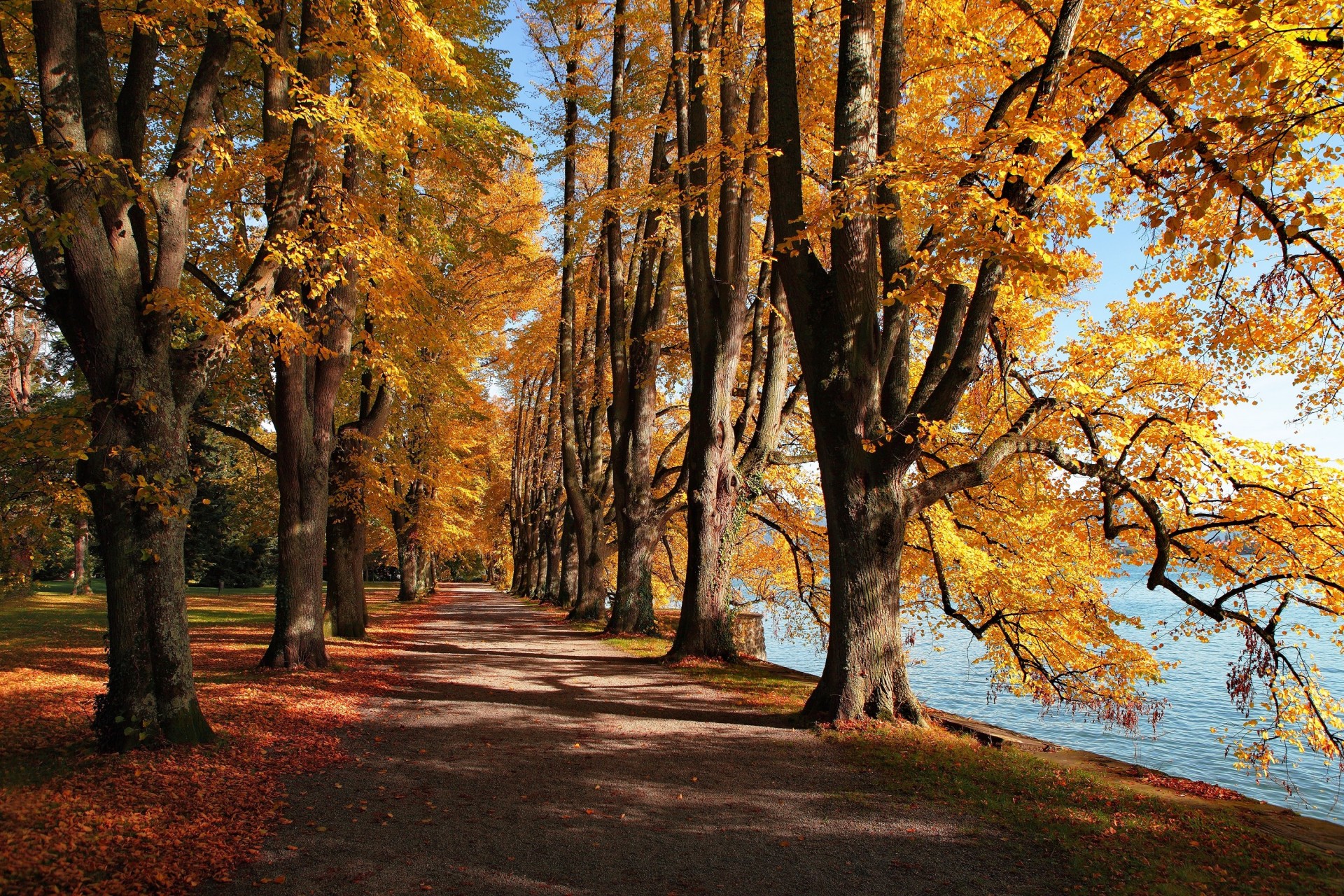 hoja lago parque otoño