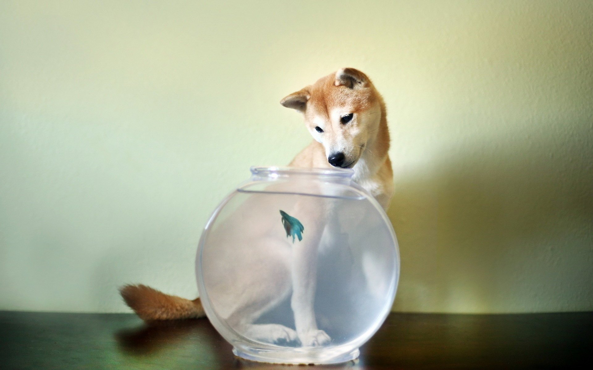 perro pez acuario