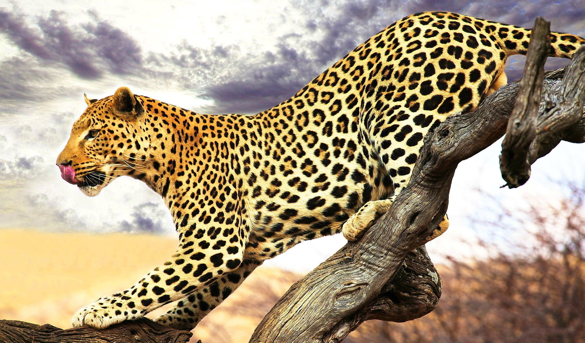 leopard zunge gefleckt profil schleicht sich