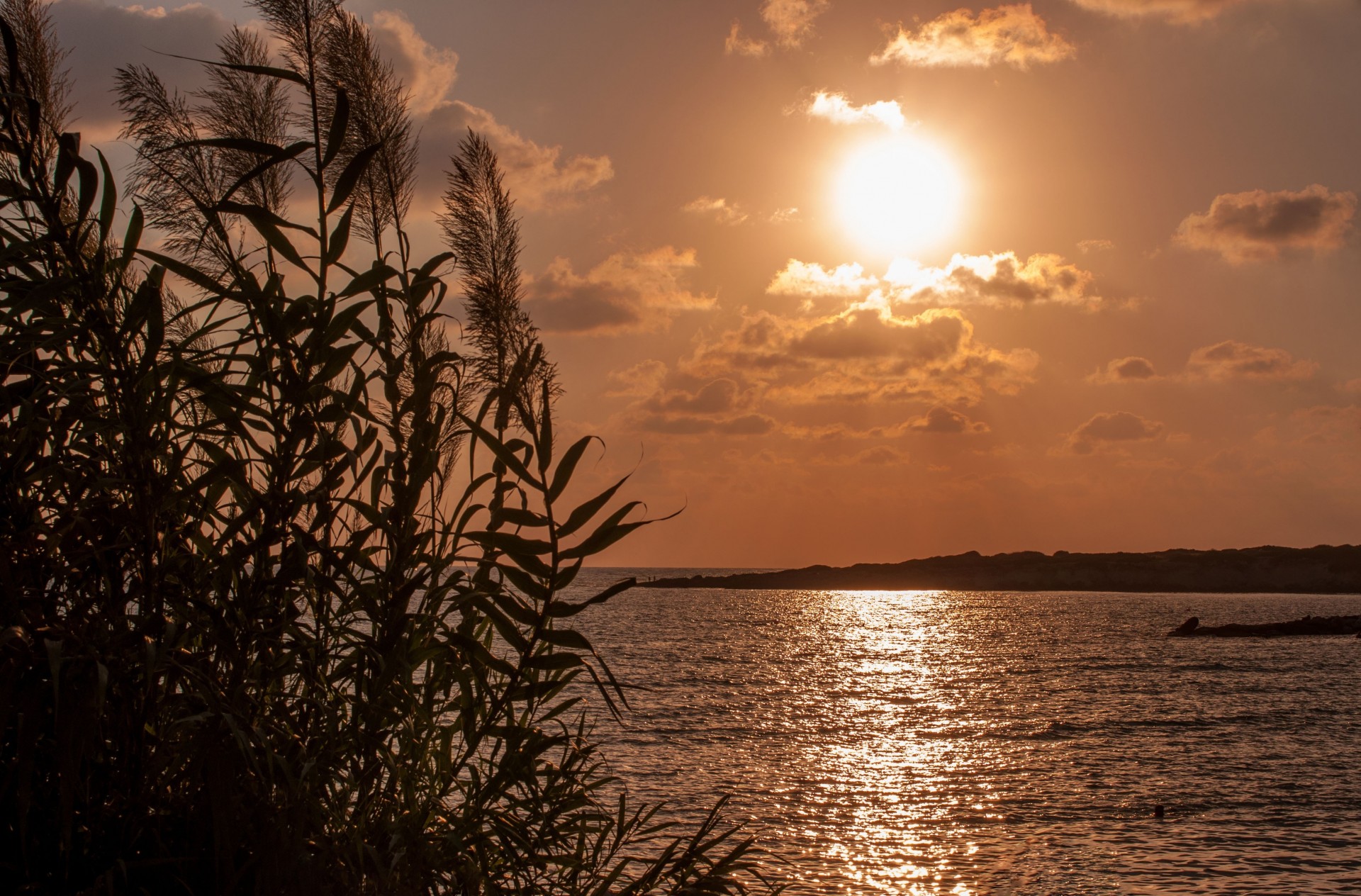 night sunset reflection heat water sun sea plants mood serenity shine gold