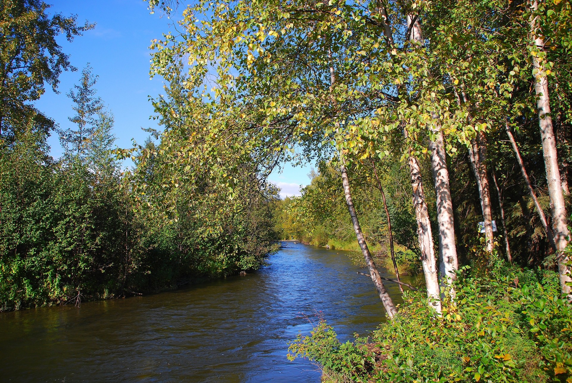 árboles paisaje bosque río