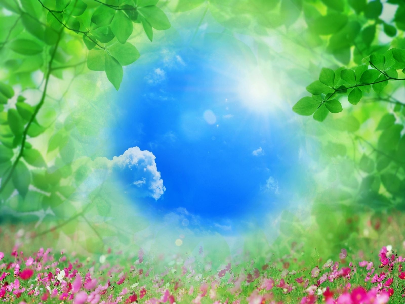 blatt hell natur gras blumen himmel