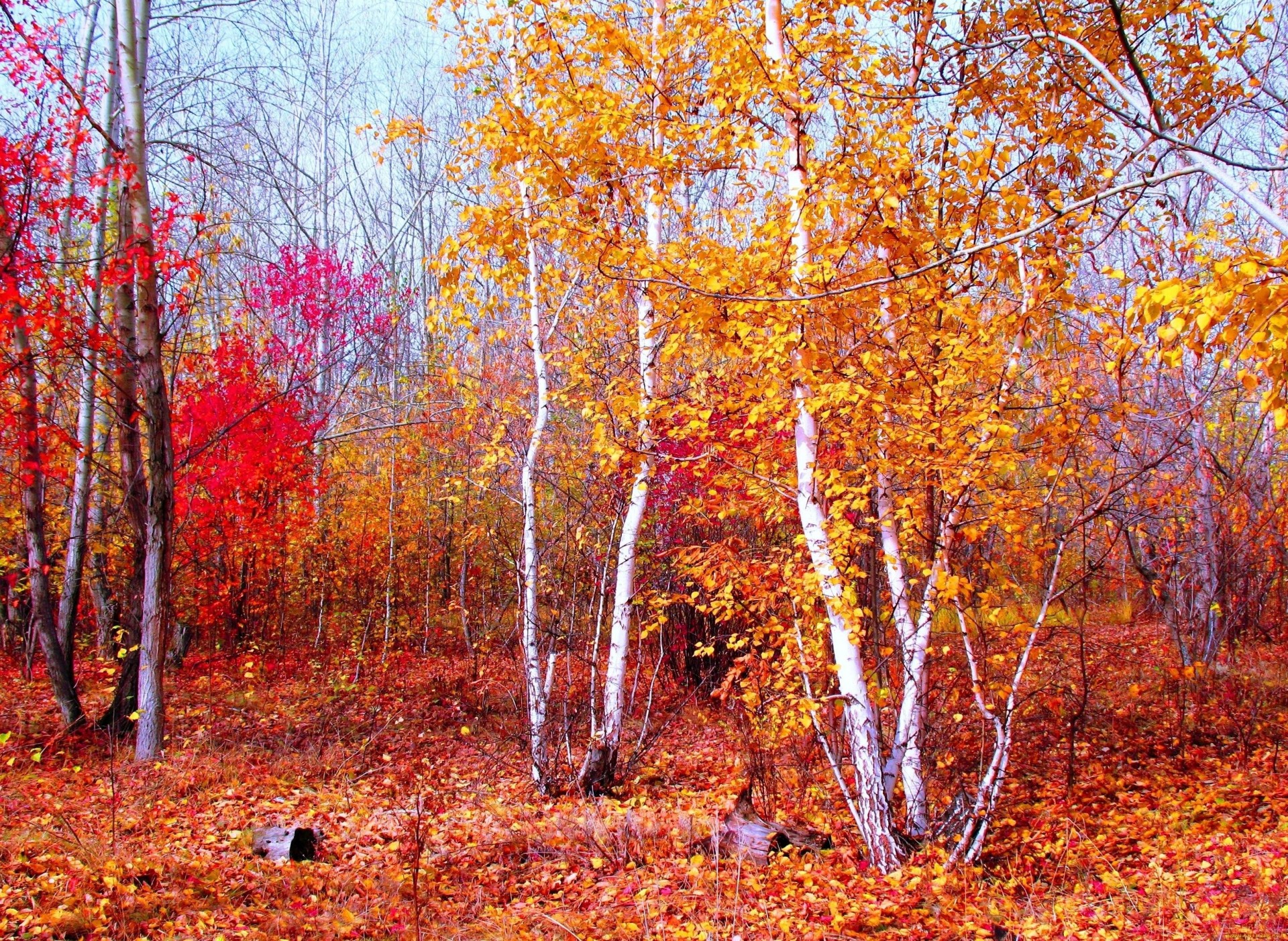 paysage nature forêt automne pourpre or rouge
