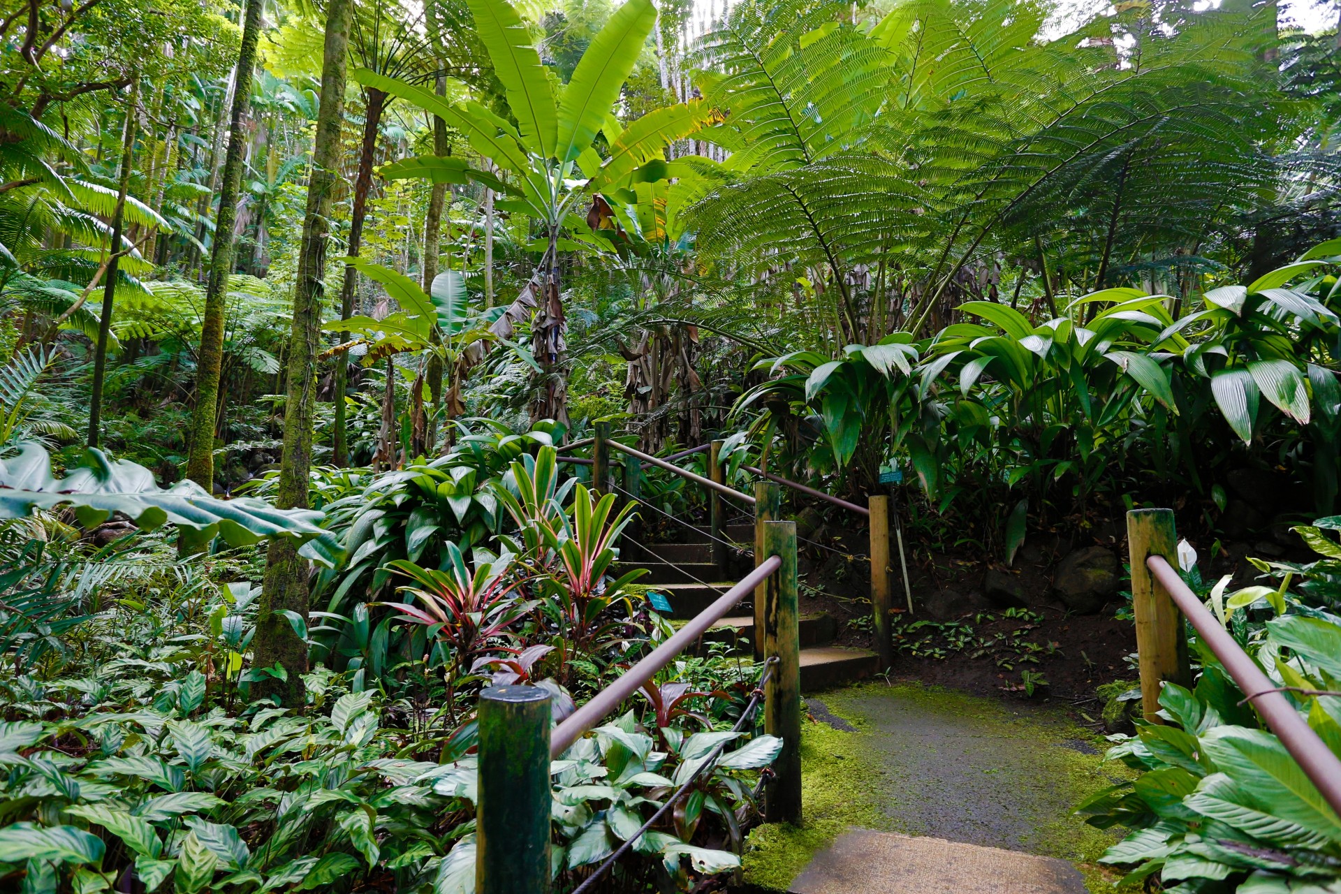 hawaii giardino natura