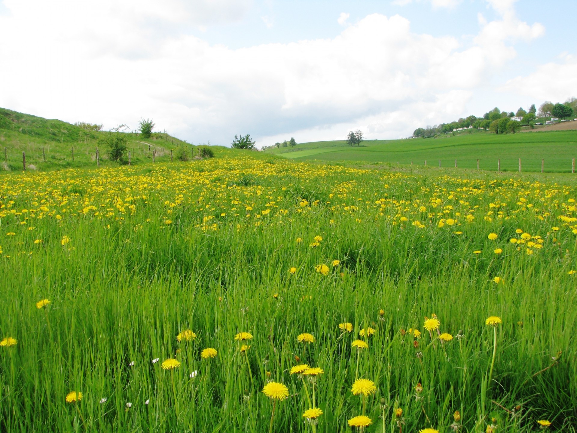 paysage nature pissenlits herbe fleurs champ