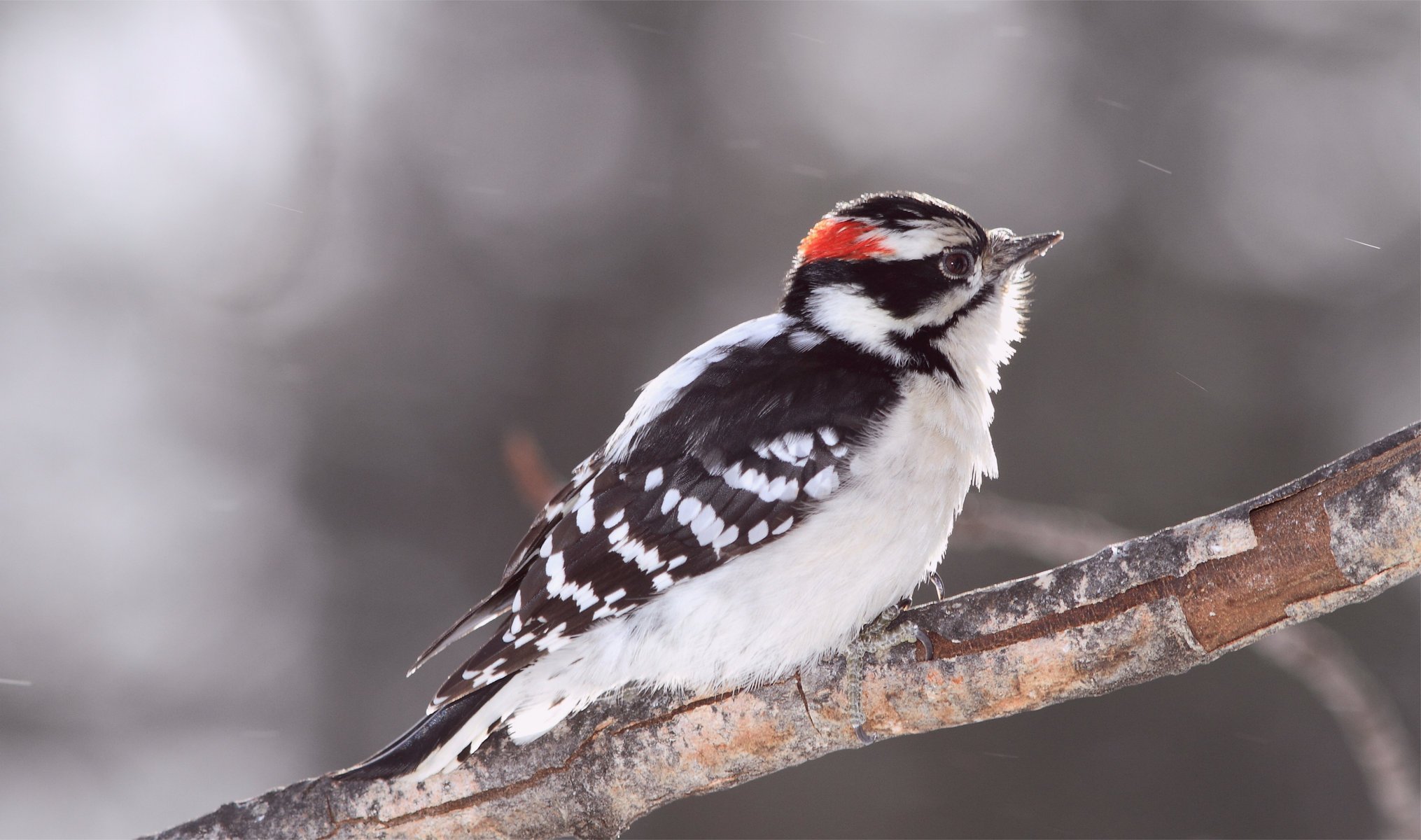ptak woodpecker dzięcioł puszysty rozmycie gałąź ptak