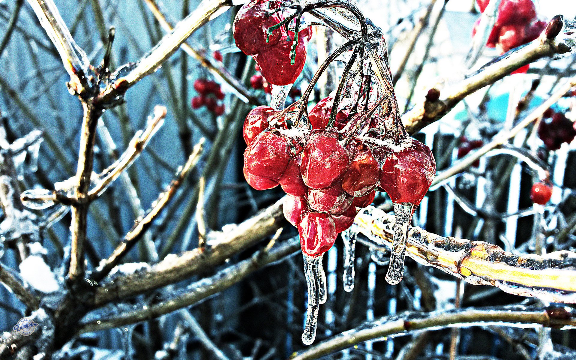 winter kalina berries ice cold frost