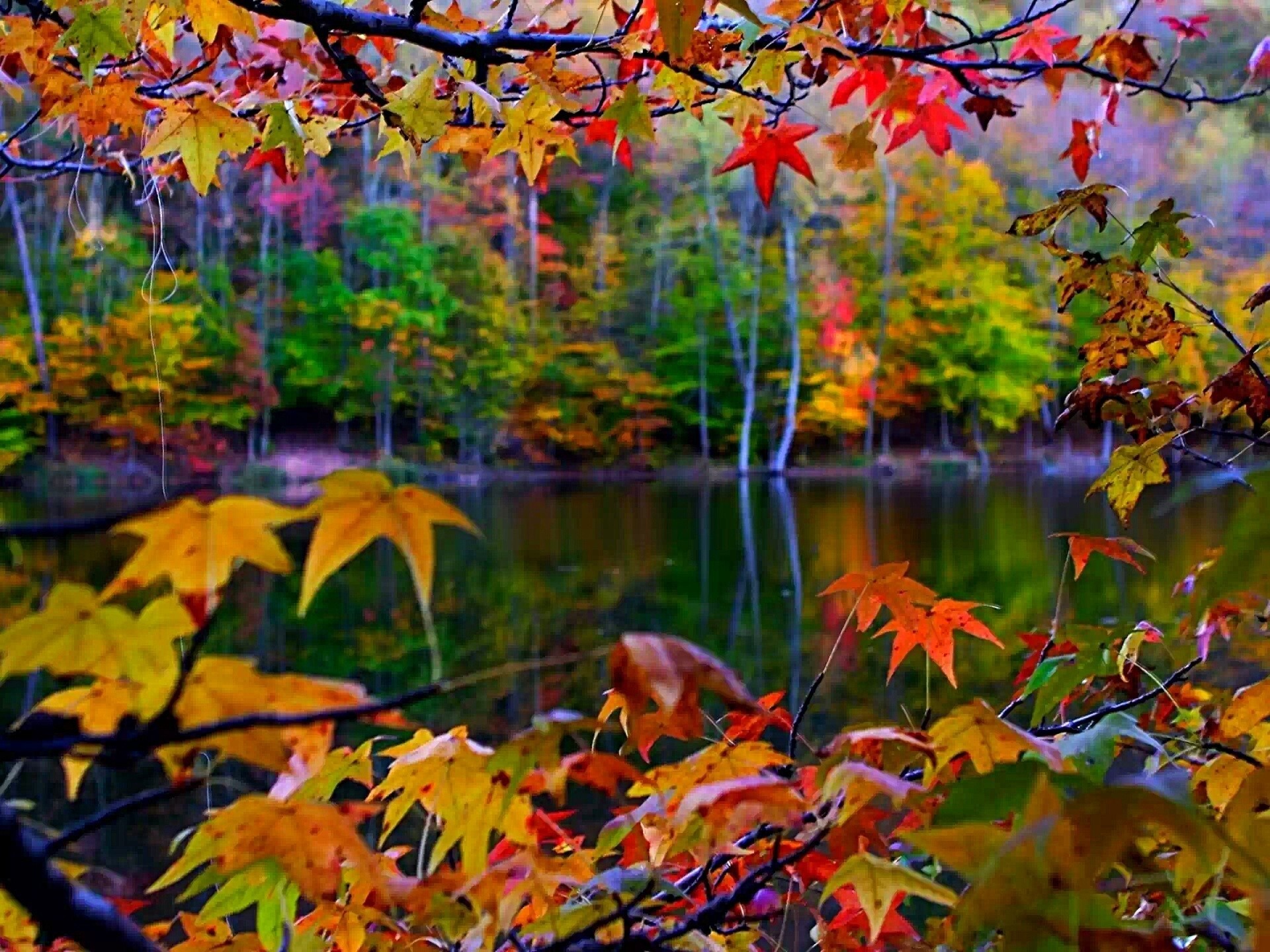 foglia fiume alberi giallo rosso autunno