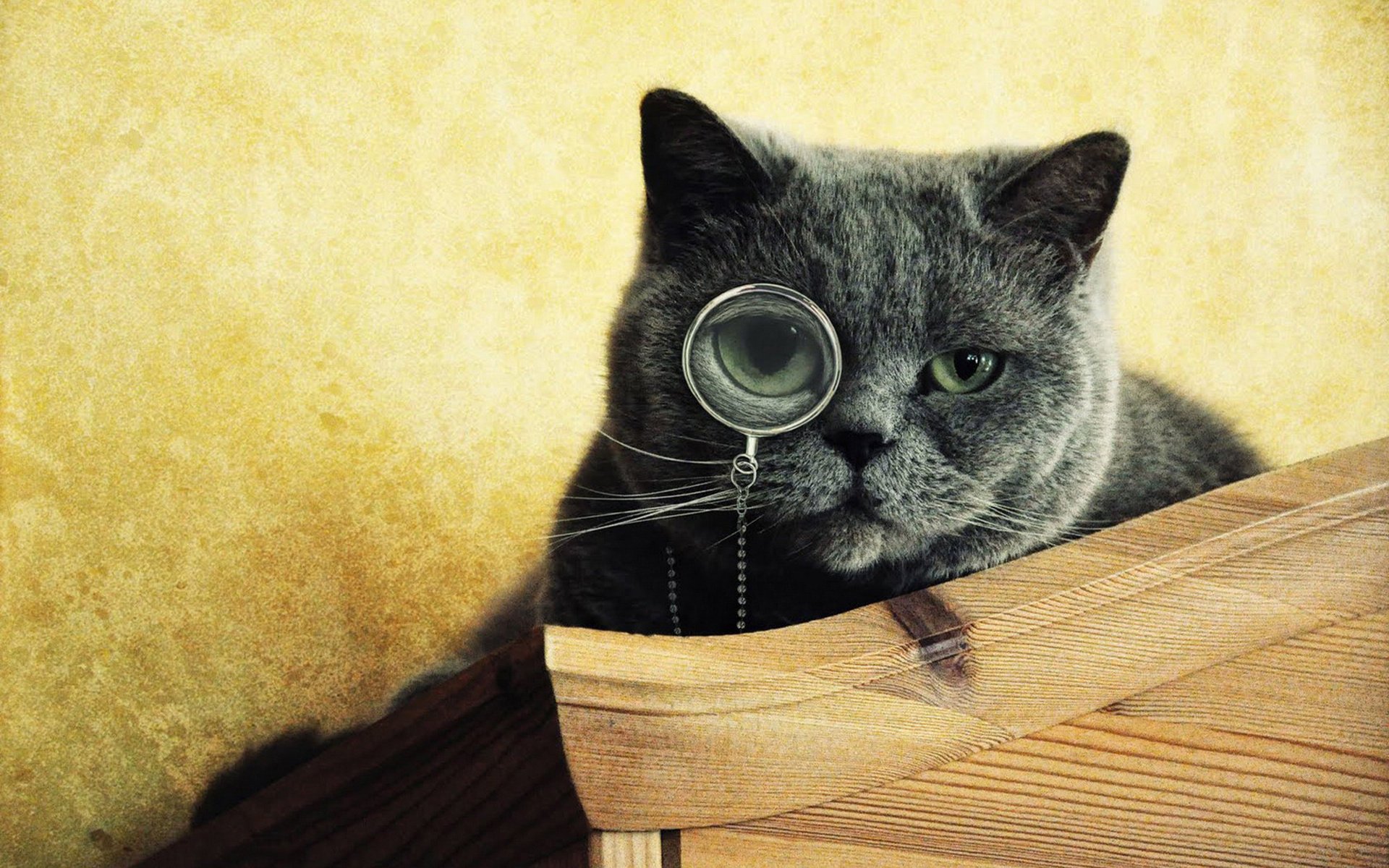monocolo gatto occhi muso grigio guarda
