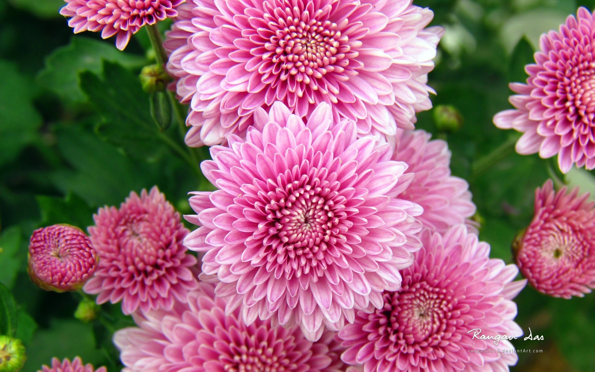 fiori crisantemi