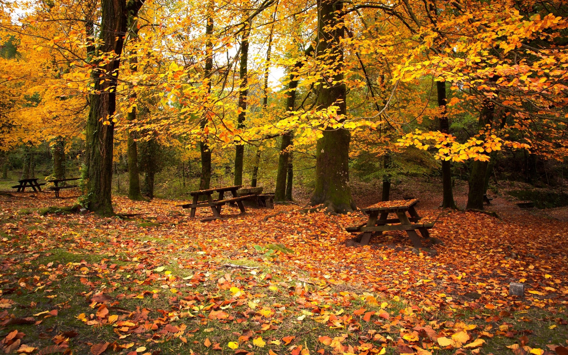 cool emptiness leaf picnic autumn benches october