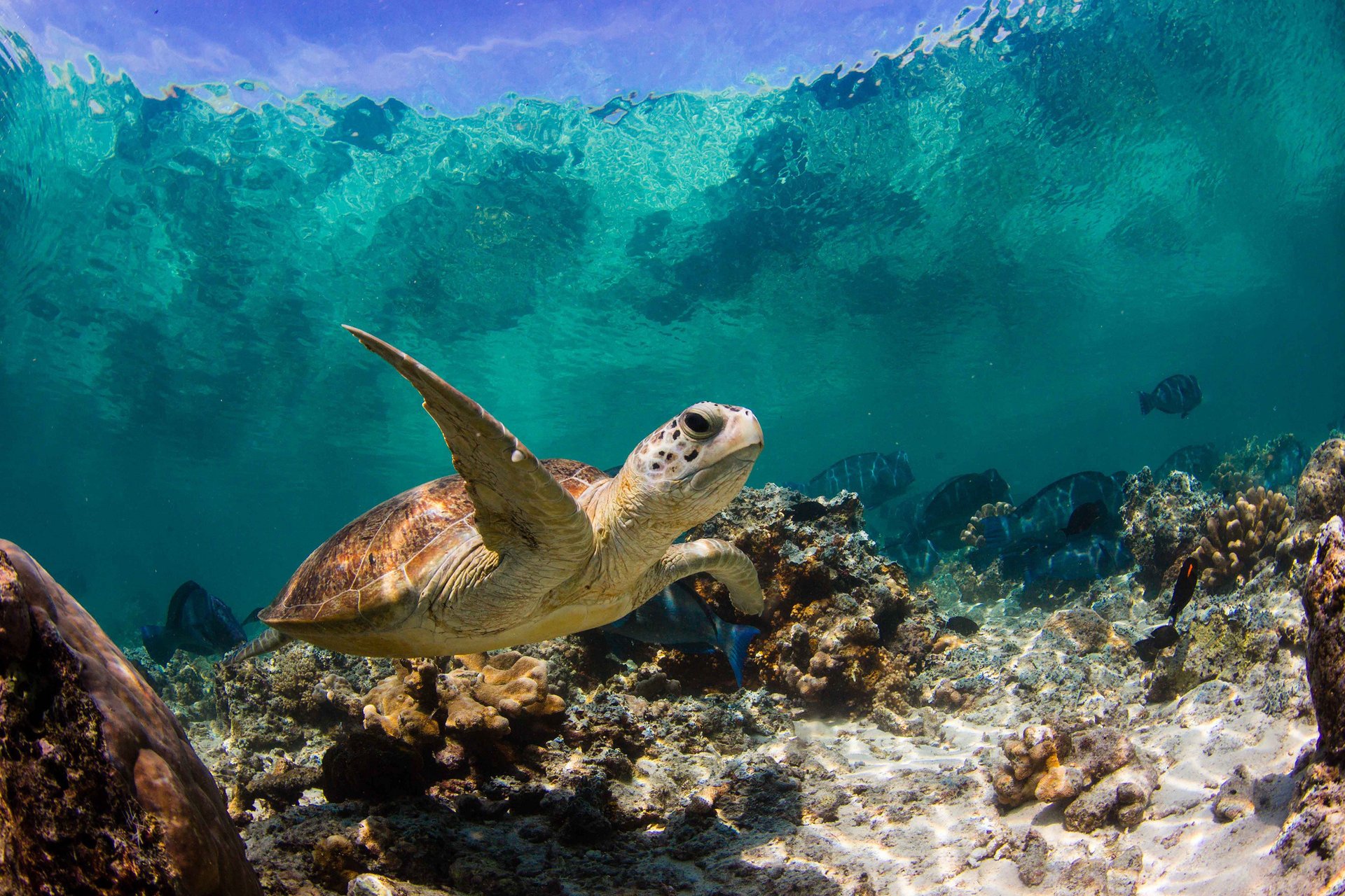 korale żółw makro ocean ryby woda