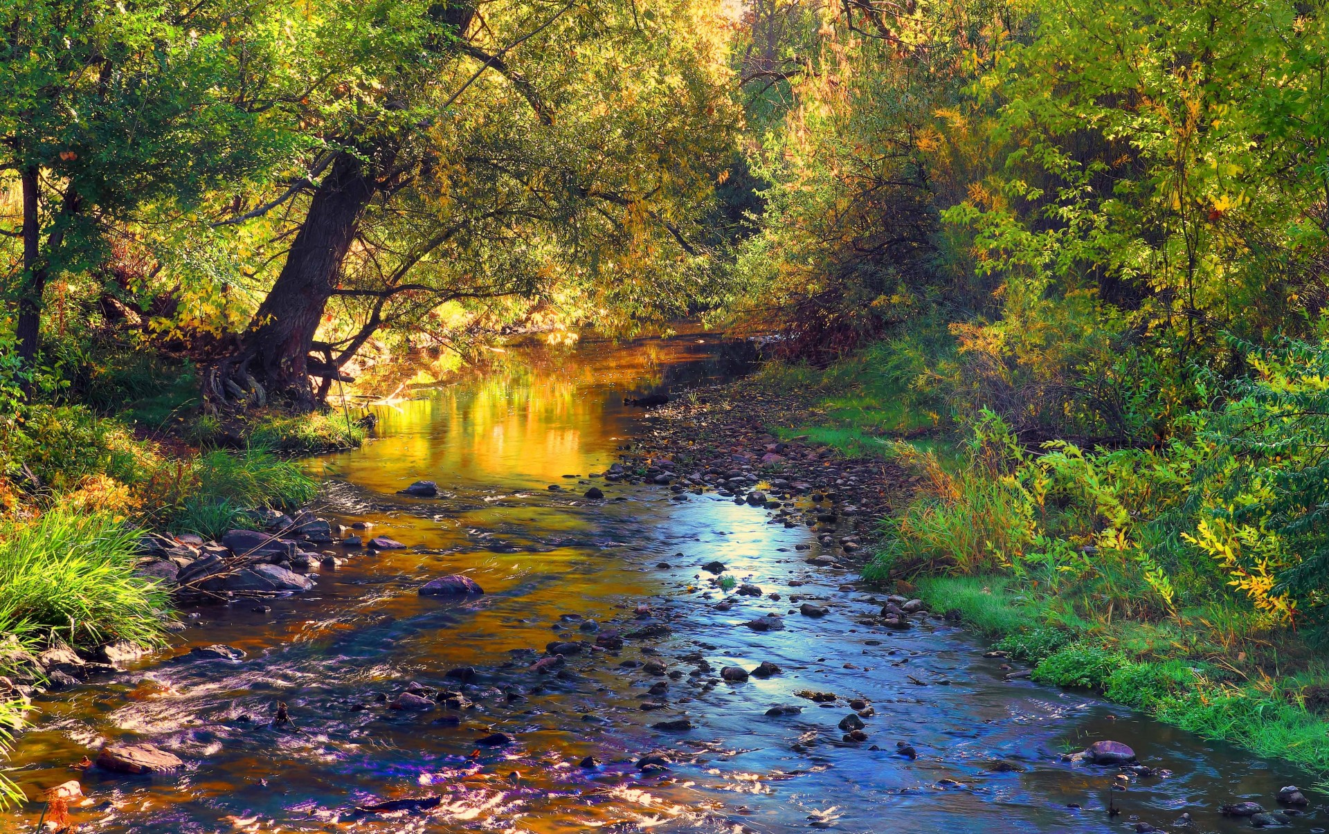 pietre fiume paesaggio foresta alberi