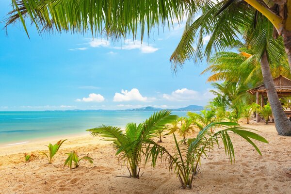 Plage de sable des tropiques par une journée ensoleillée d été