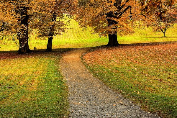 Three autumn trees