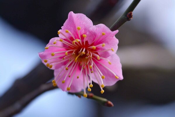Pink flower on a branch macro shooting