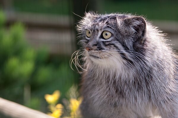 Manul mit lustigen Augen und Schnauze