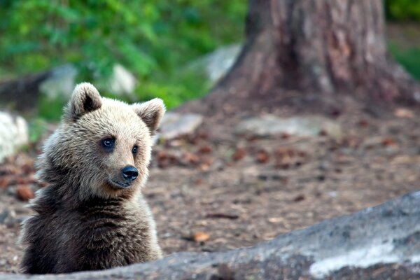 L orso fa capolino da dietro un albero caduto