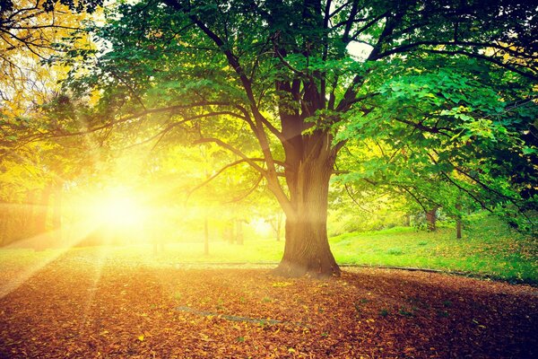 Luce solare sugli alberi del Parco