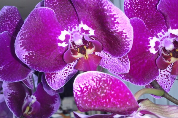 Lilac orchid flower close-up