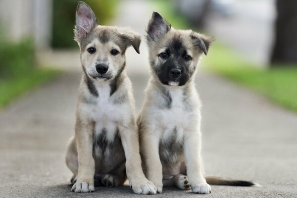 Chiots amis sur fond de pelouse floue