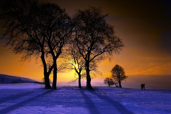 Landscape of bare trees in winter at sunset