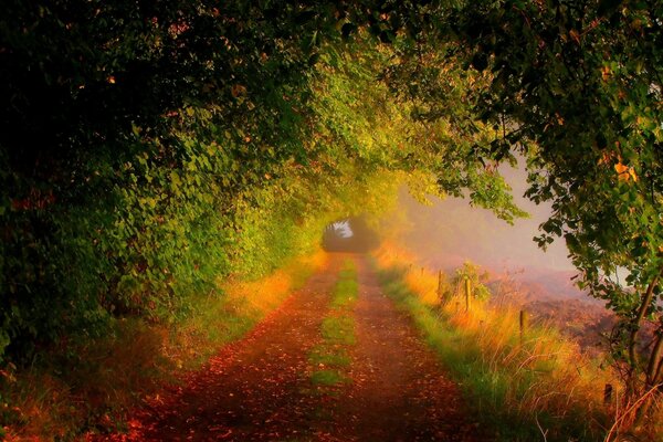 Camino a través de los árboles al atardecer