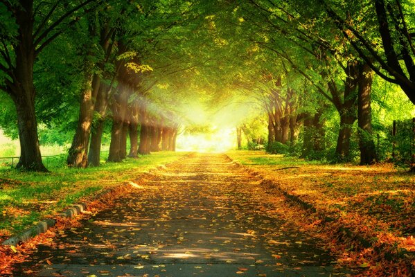 The road under the shade of trees