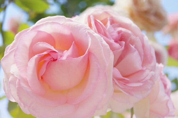 Rosa Frühlingsrosen auf Hintergrund