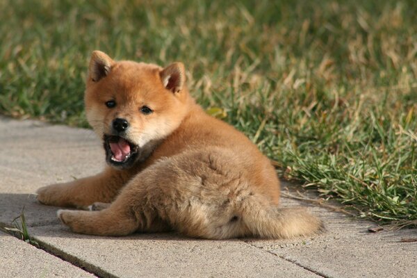 The puppy is lying on the background of grass