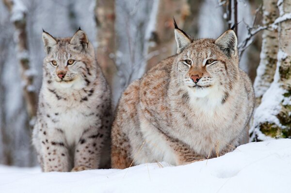 Zwei Luchse im Winter im Schnee