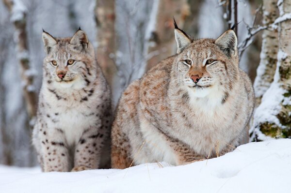 Dos linces en invierno en la nieve