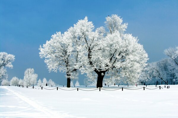 Alberi in un parco innevato