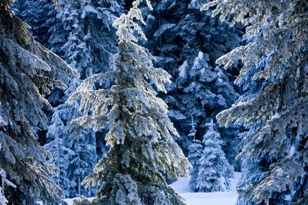 Abetos nevados en el bosque en invierno