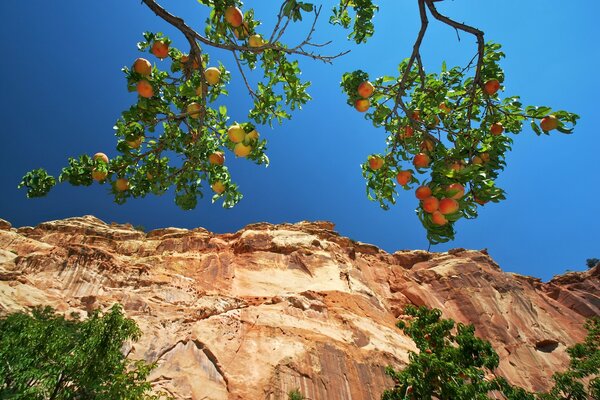 Hermoso Jardín con manzanas en el fondo