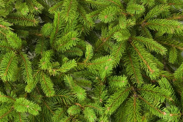 Rami di albero di Natale verde brillante