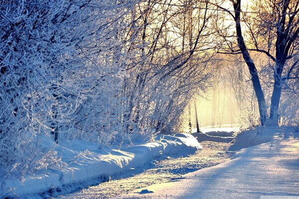 Mañana Nevada en el bosque de invierno
