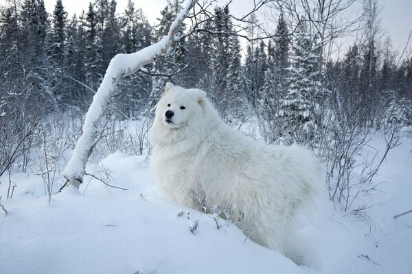 Chien de forêt d hiver sur la course