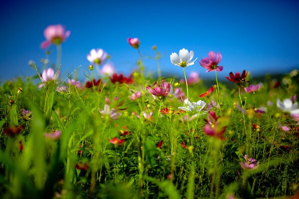 Flores silvestres contra un cielo despejado