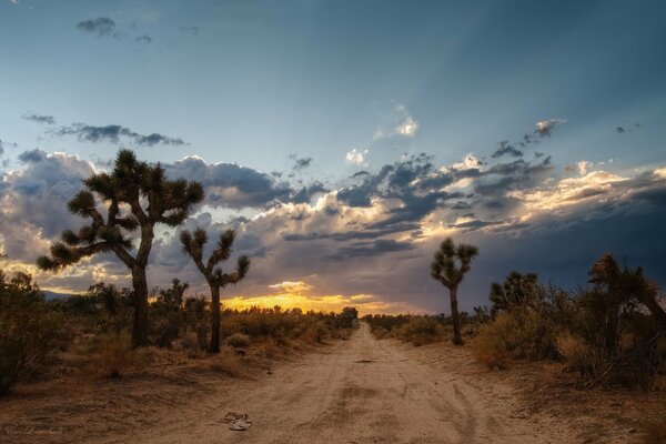 Au-delà de l horizon, un cactus est visible, le sentier traverse le désert