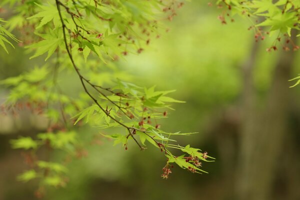Beautiful leaf wallpaper for your desktop